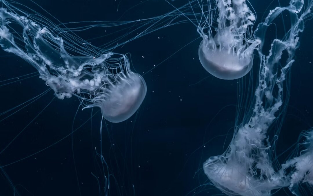 Lessons from the Jellyfish